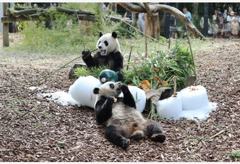 Belgian zoo celebrates birthday for giant panda twins