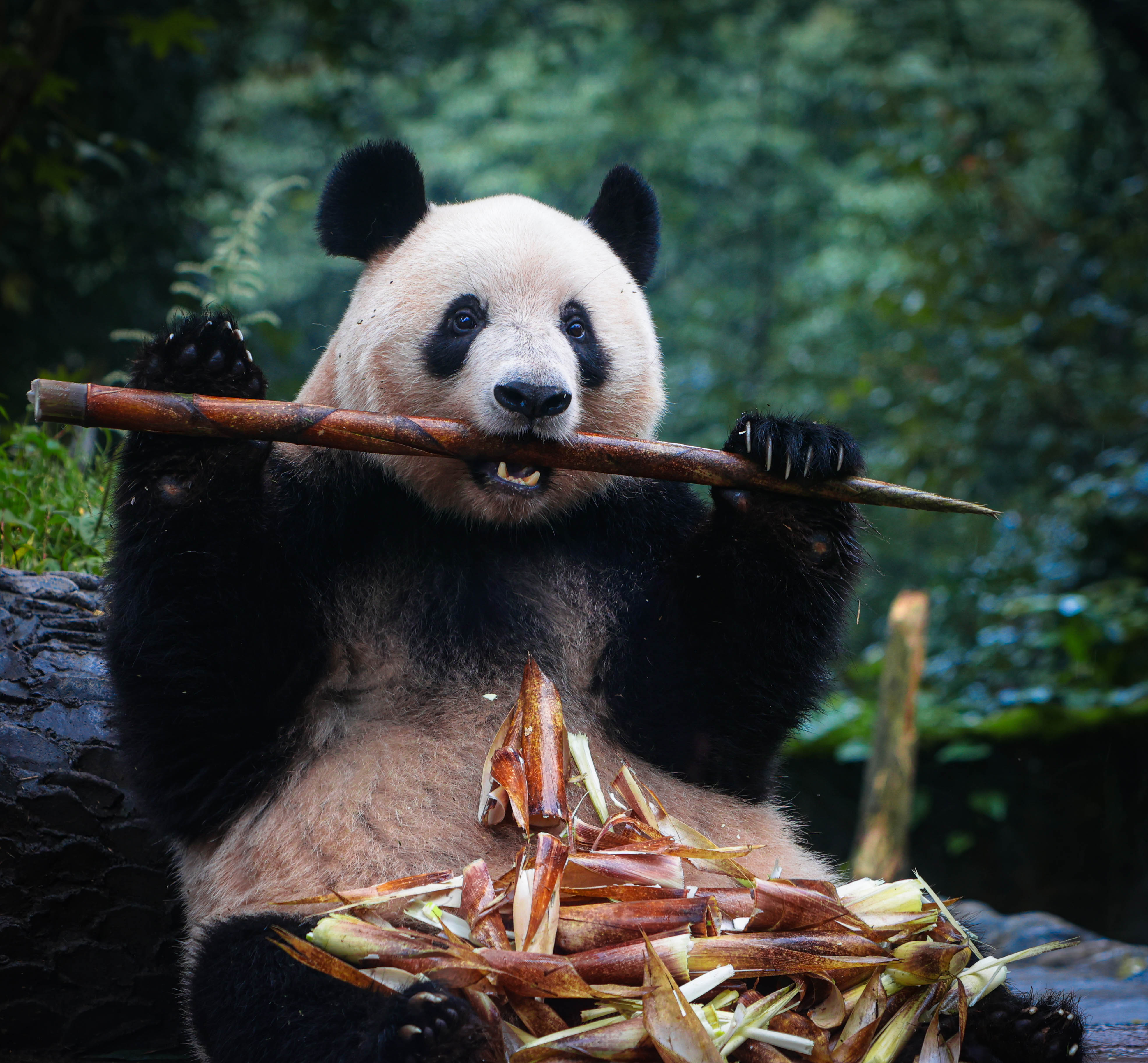 Dişi dev panda Xiang Xiang halkla buluştu